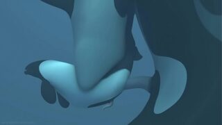 Orca have gay threesome in the ocean